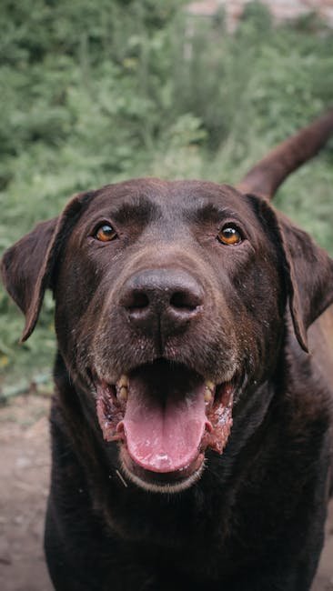 A joyful chocolate Labrador retriever captured outdoors in Mar del Plata, Argentina.